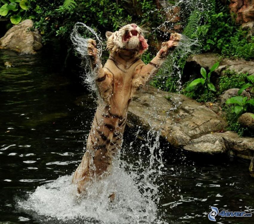 tigre en agua, tigre, agua, corriente