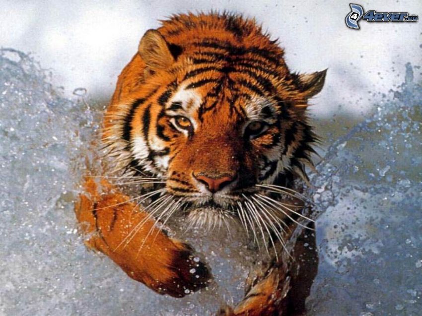 tigre en agua