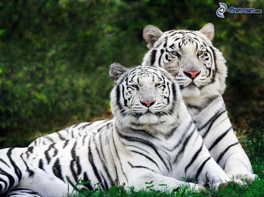 tigres blancos