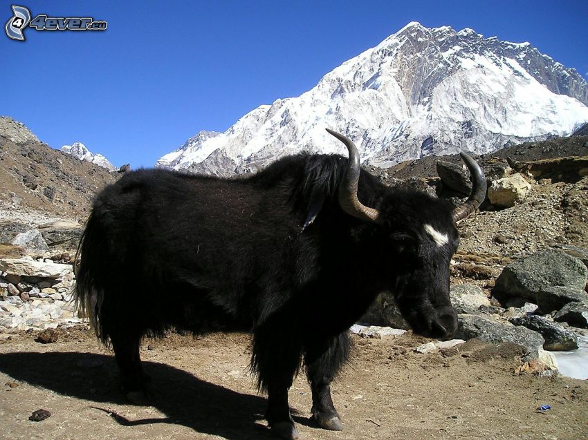 vaca tipo "yak", monte rocoso