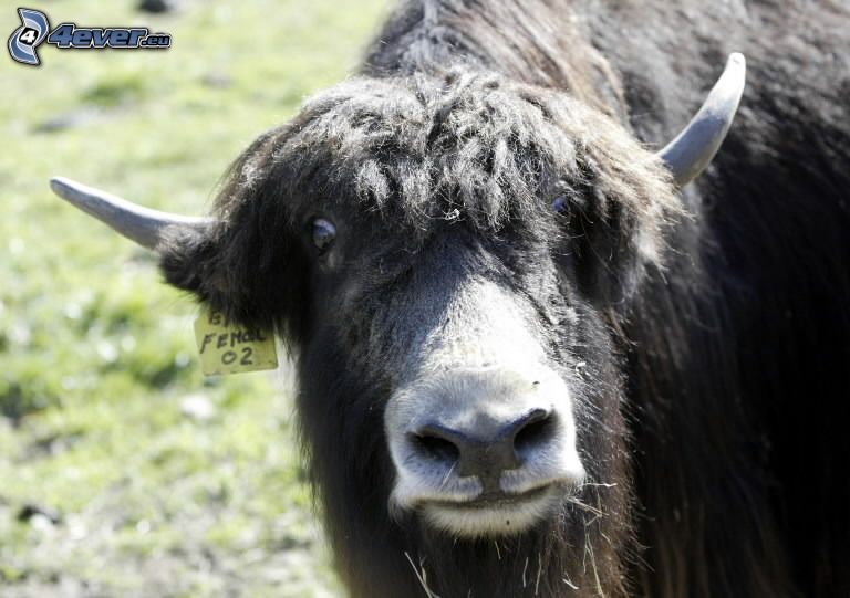 vaca tipo "yak"