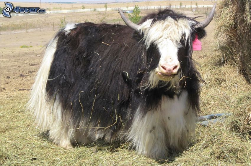 vaca tipo "yak"
