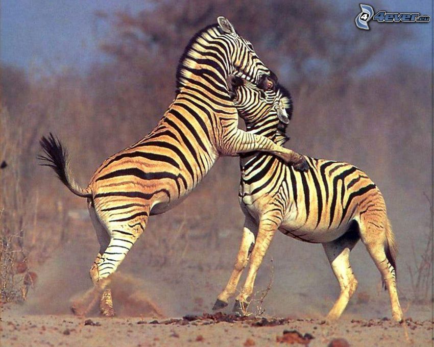 Zebras, abrazar