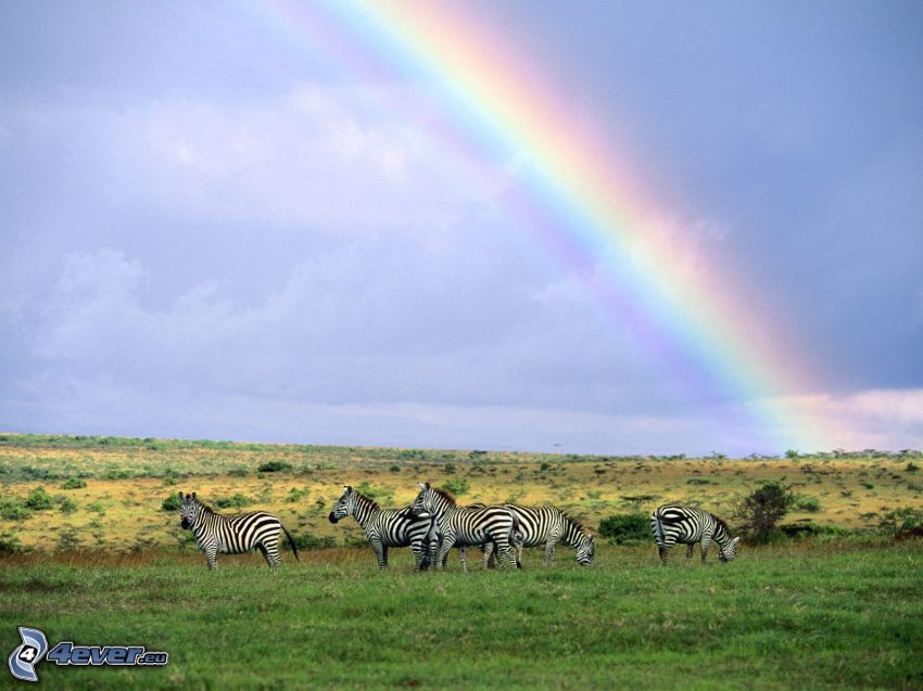 Zebras, arco iris, naturaleza