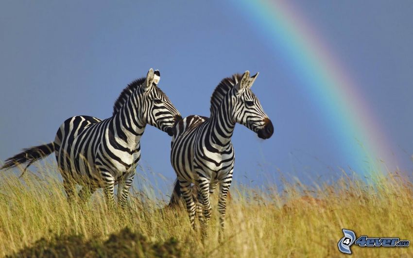 Zebras, arco iris