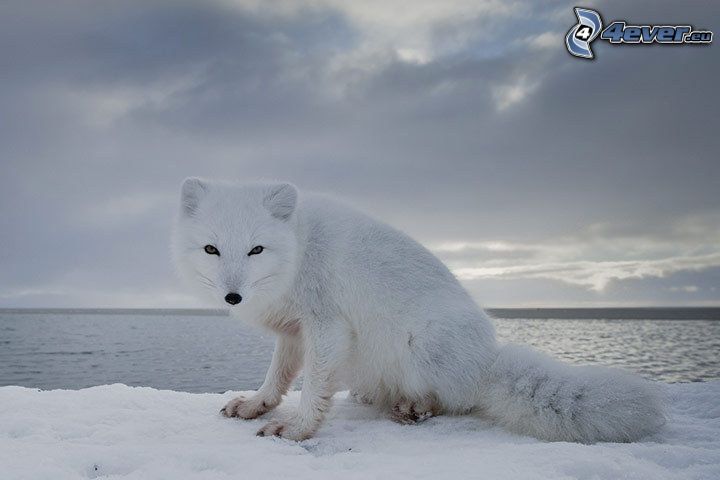zorro polar, mar