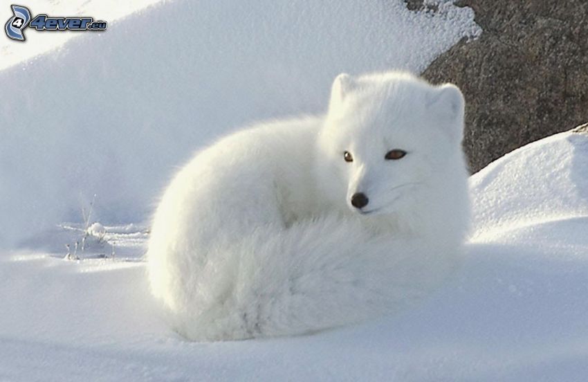zorro polar, nieve