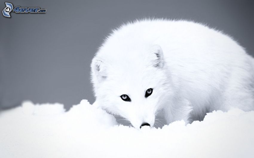 zorro polar