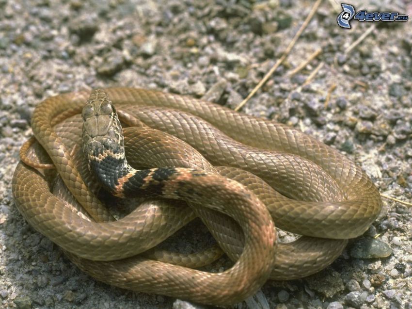 serpiente marrón