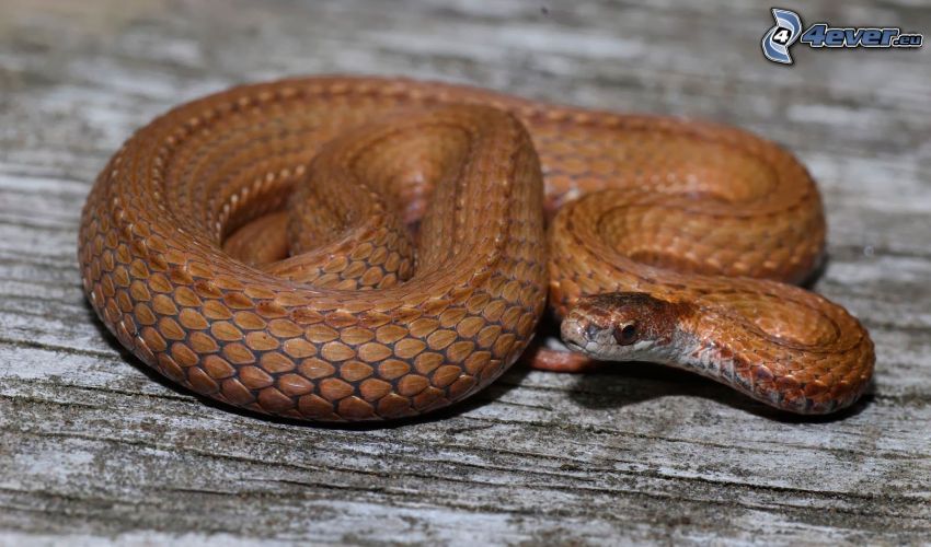 serpiente marrón