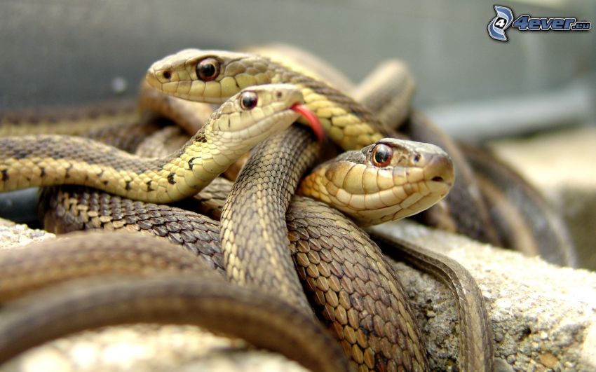 serpientes