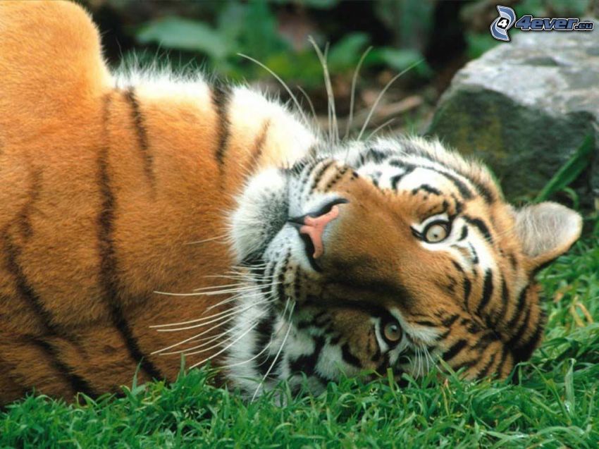 tigre, hierba, descanso