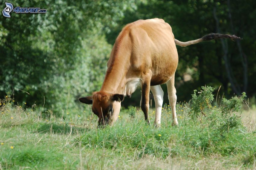vaca, hierba