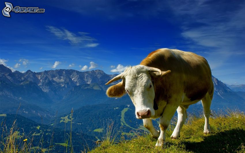 vaca, montañas