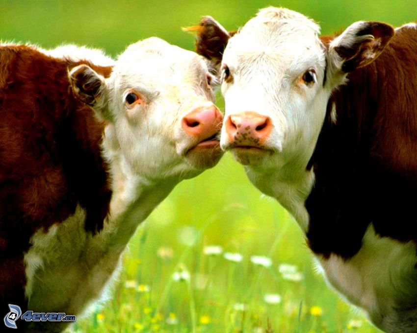 Vacas, beso