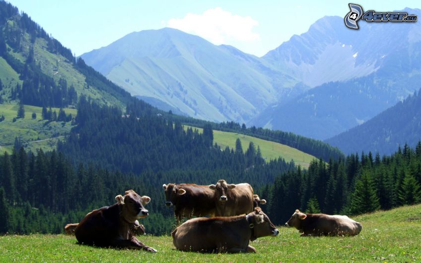 Vacas, colina, bosques de coníferas