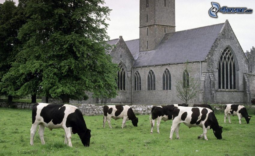 Vacas, iglesia