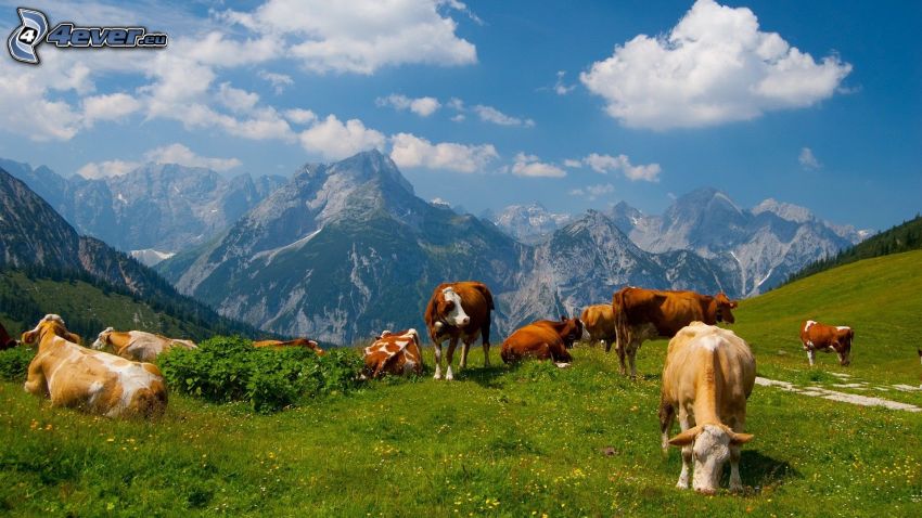 Vacas, montaña rocosa
