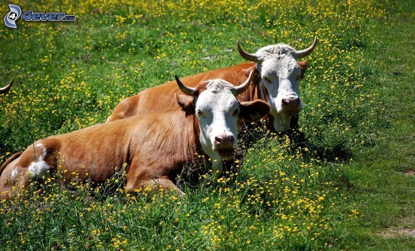 Vacas, prado, flores amarillas