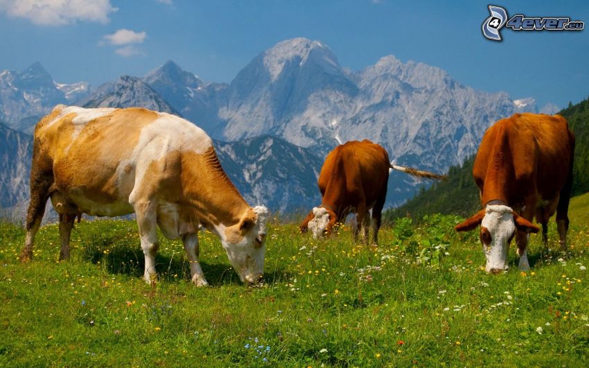 Vacas, prado, hierba, montañas