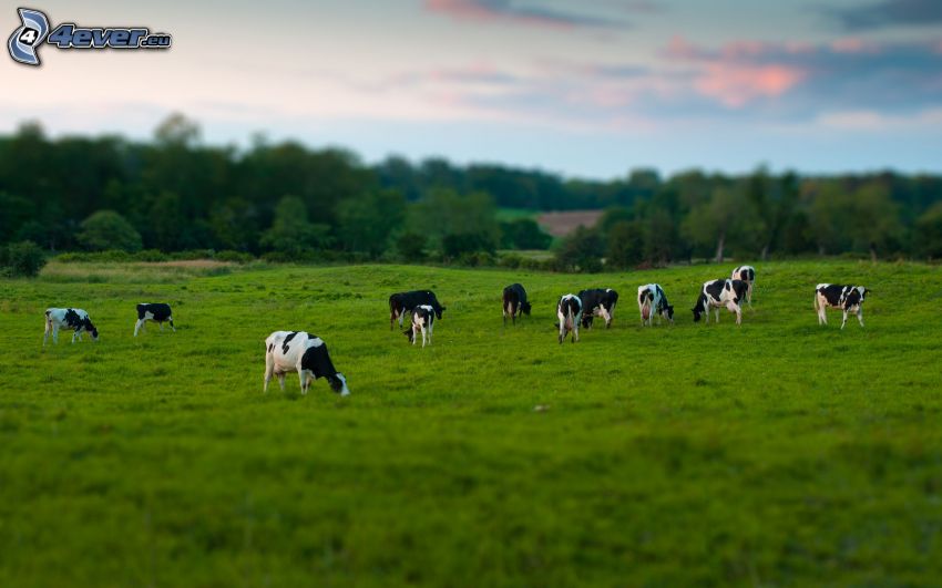 Vacas, prado, hierba verde