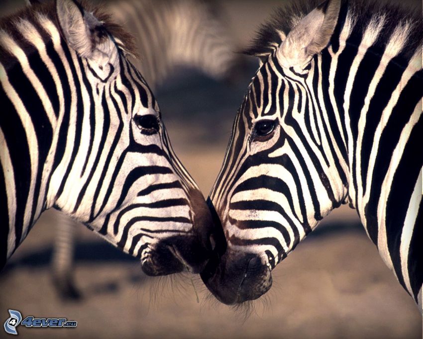 Zebras, beso
