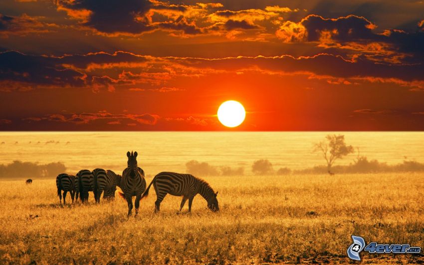 Zebras, puesta de sol en la sabana