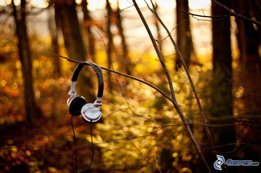 auriculares, ramas, bosque