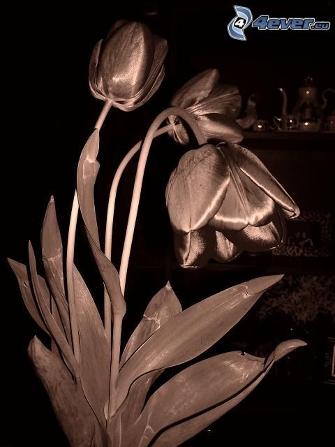 tulipán, blanco y negro