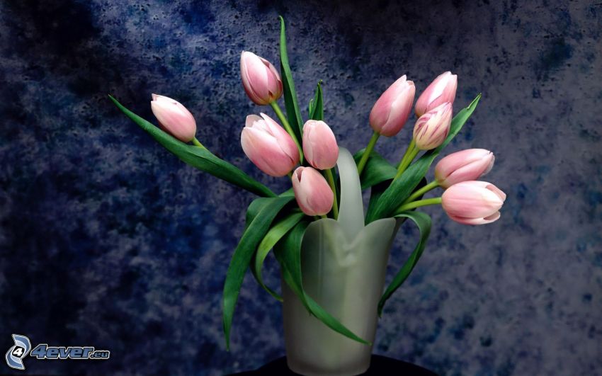 tulipanes de color rosa, flores, florero, bodegón, arte