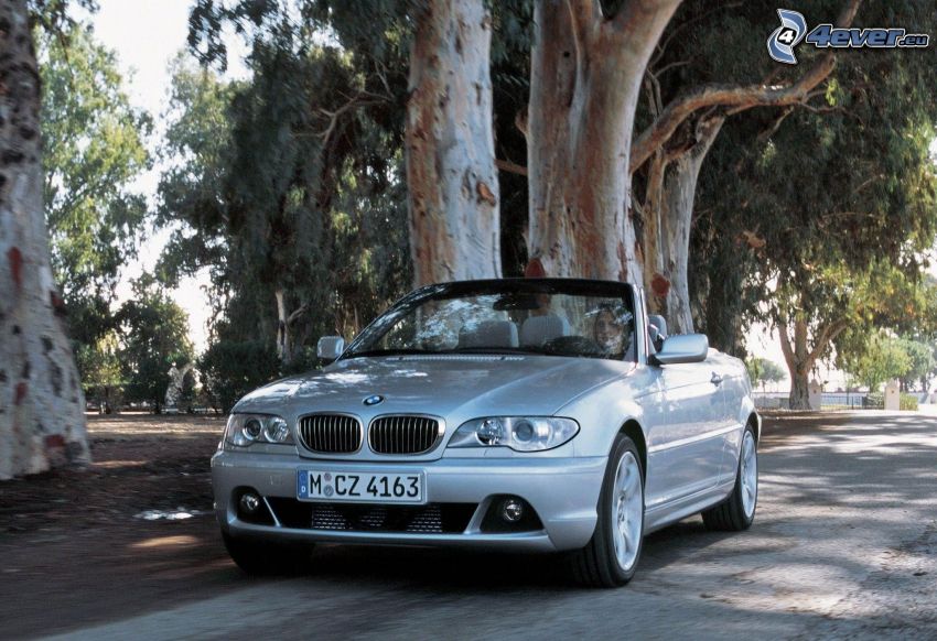 BMW 3, descapotable, acelerar, camino, árboles