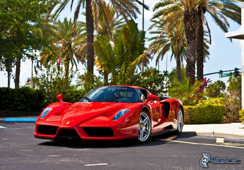Ferrari Enzo, palmera