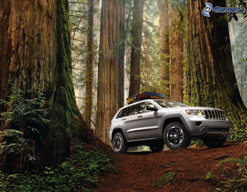 Jeep Grand Cherokee, coche todoterreno, bosque, secoya