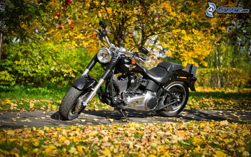 Harley-Davidson, hojas caídas, acera
