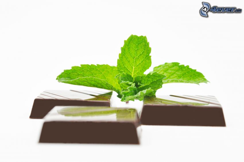 chocolate, hojas de menta