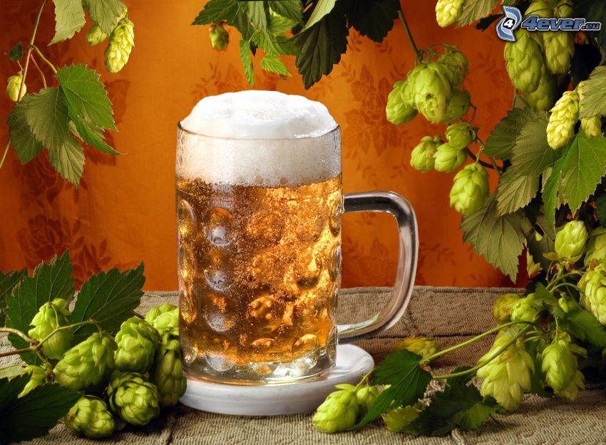 vaso de cerveza, hojas de parra