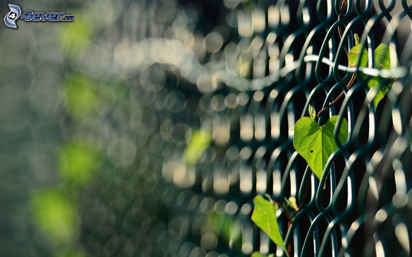 alambre de la cerca, hojas verdes