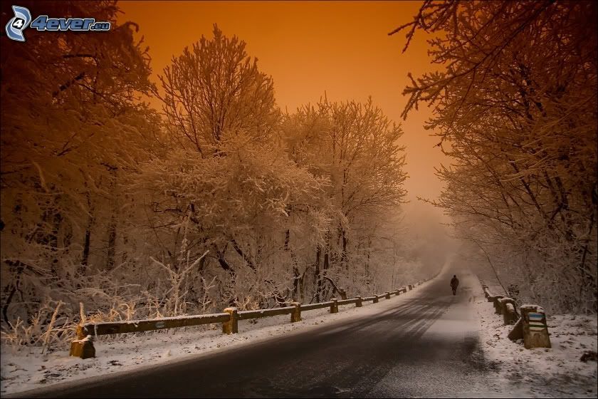carretera de invierno, bosque nevado