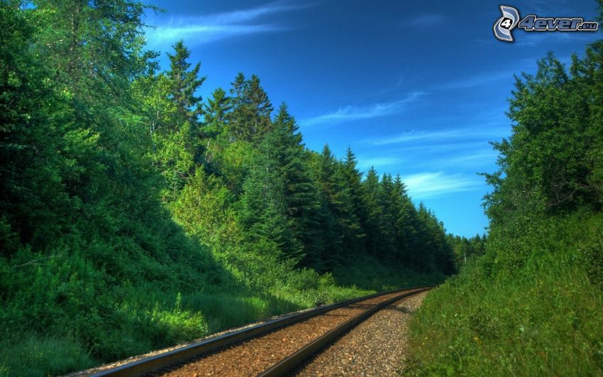 carril, ferrocarril, bosque
