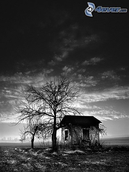 casa abandonada, árbol seco, caseta de perro, blanco y negro