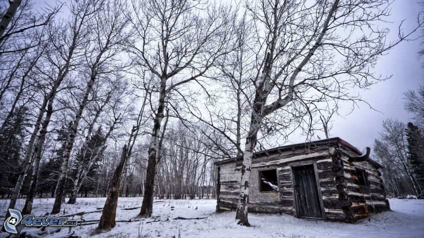 casa abandonada, cabaña, bosque nevado, abedul