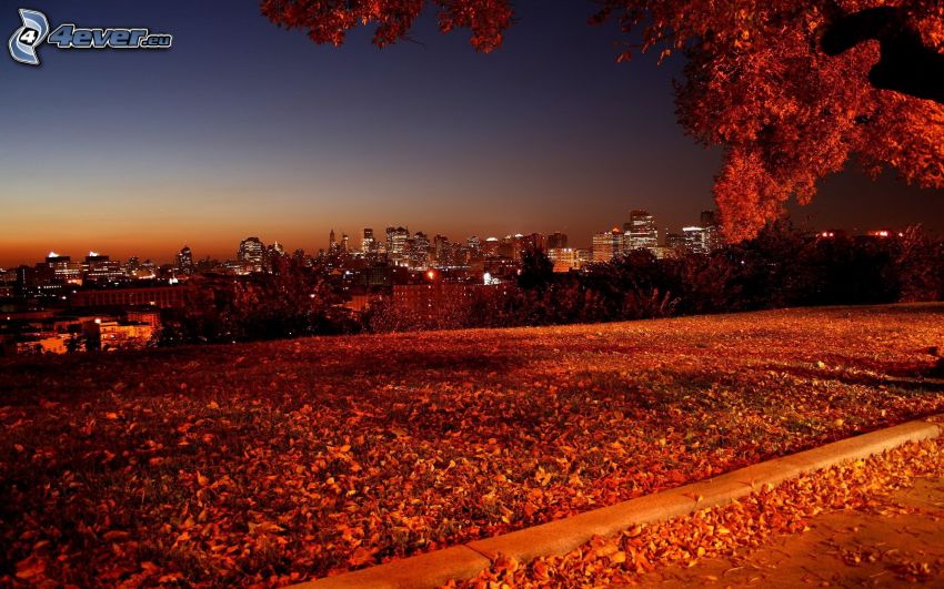 ciudad de noche, hojas de otoño