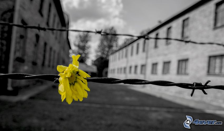 flor amarilla, campo de concentración, alambre de la cerca, Oświęcim