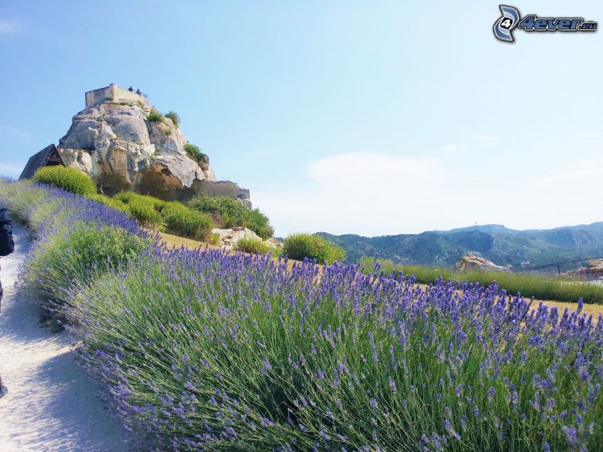 Les Baux de Provence, lavanda, flores de coolor violeta