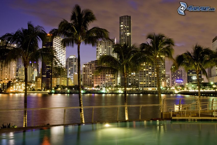 Miami, rascacielos, palmera, ciudad de noche