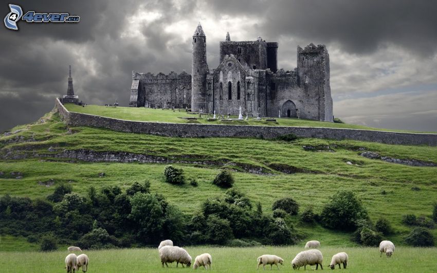 Rock of Cashel, ruinas, catedral, Irlanda, ovejas