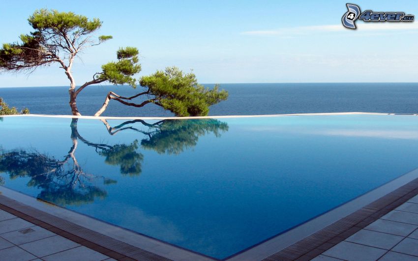 piscina, mar, árbol