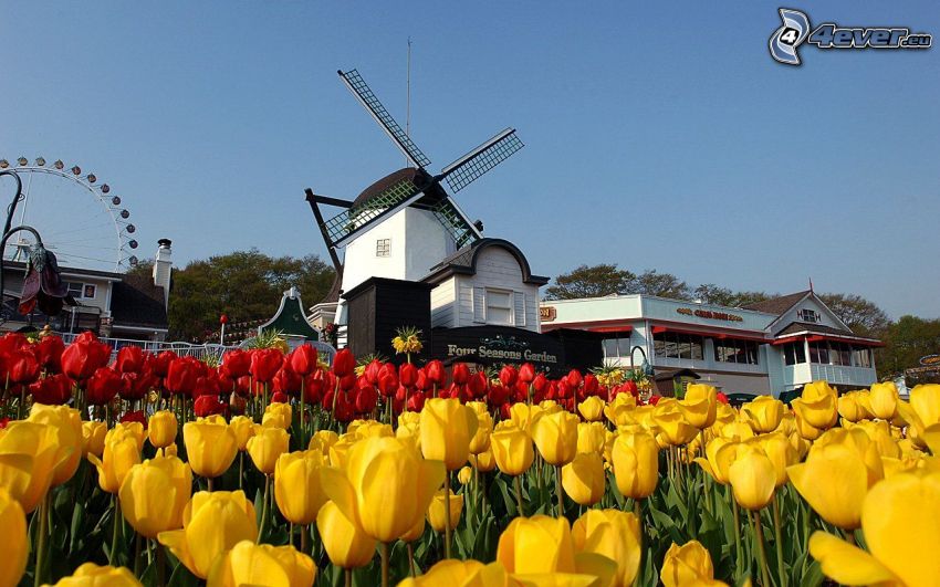 molino de viento, tulipanes