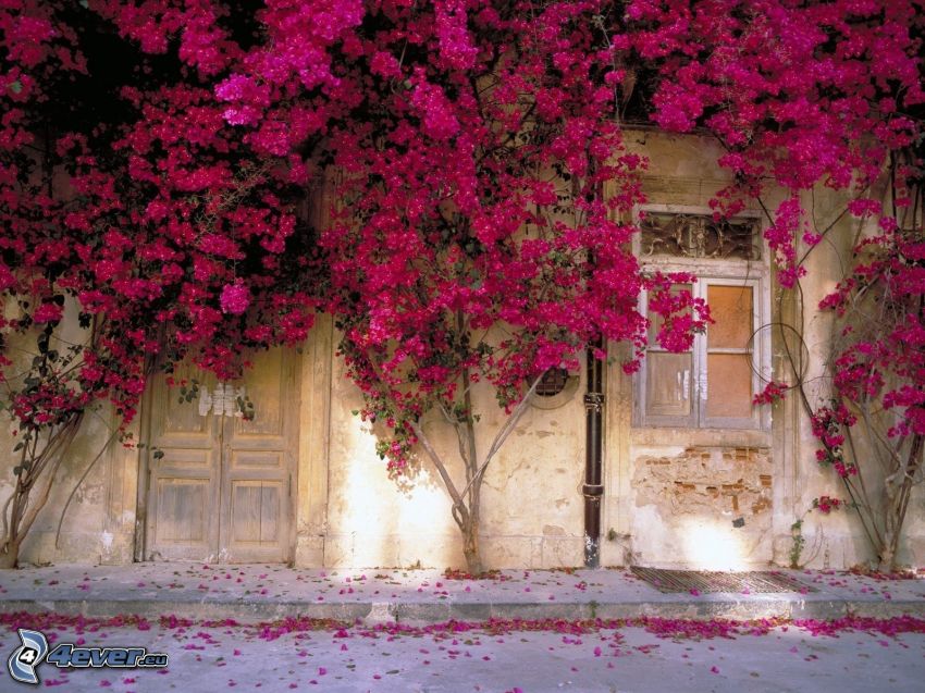pared, casa, flores rosadas