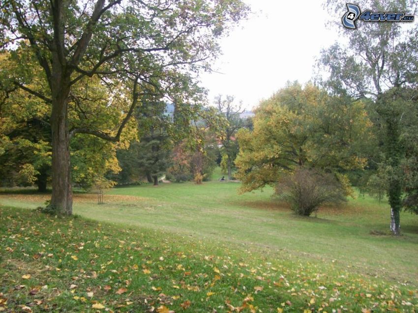 árboles en el parque, hojas secas, césped